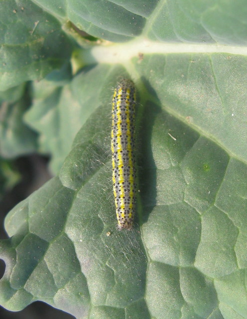 Pontia edusa - rezedalepke