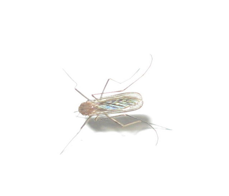 Culicidae - csípőszúnyogok