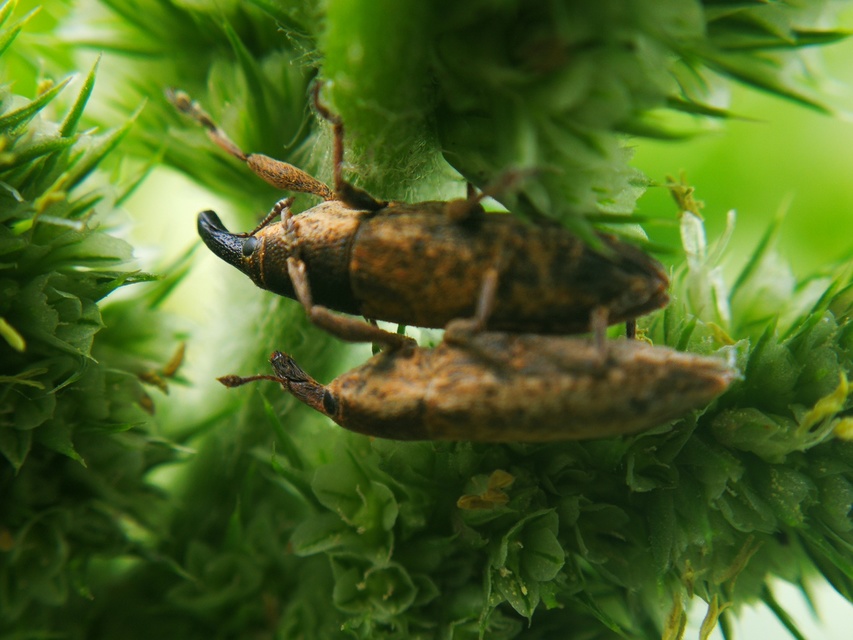 Lixus subtilis - disznóparéj-dudvabarkó
