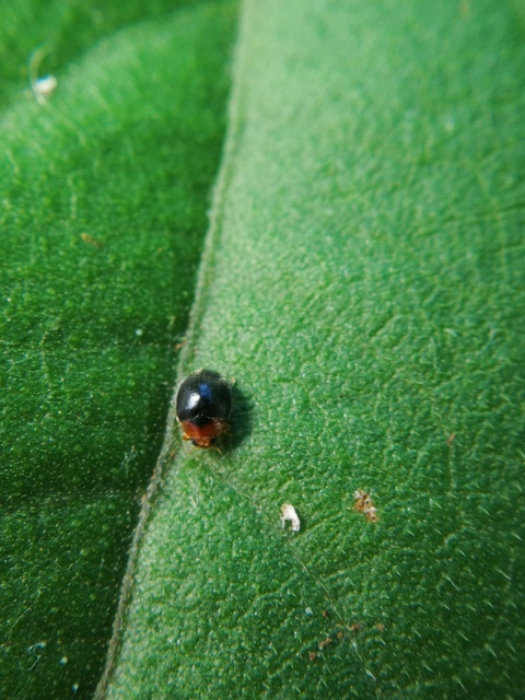 Scymnus rubromaculatus - vörösfoltos bödice