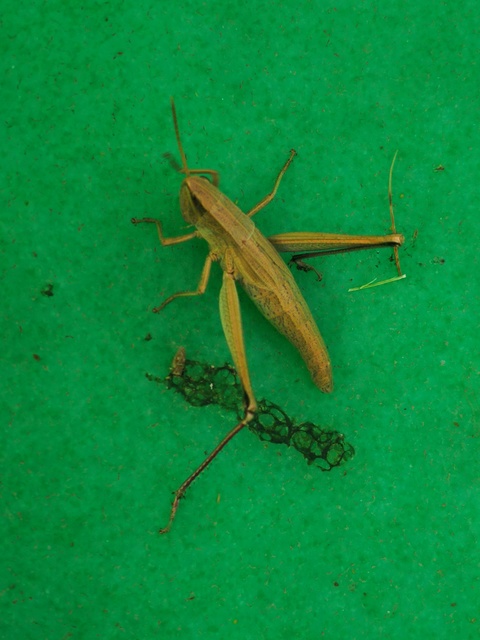 Chrysochraon dispar - aranyos sáska