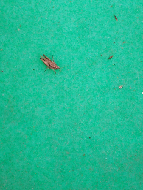 Tetrix subulata - közönséges tövishátúsáska