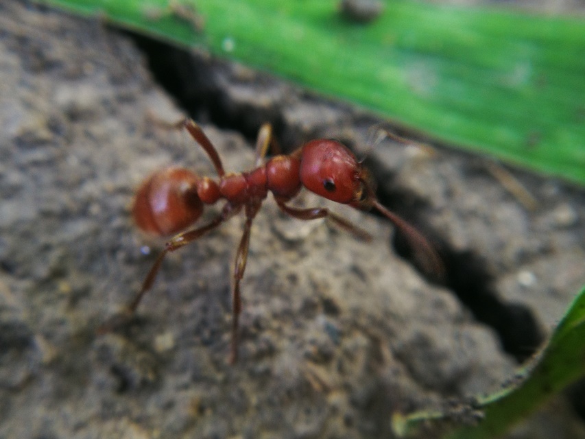 Polyergus rufescens - amazonhangya