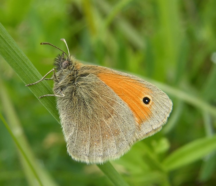 Coenonympha pamphilus - kis szénalepke