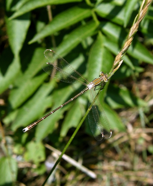 Lestes barbarus - foltosszárnyjegyű rablószitakötő