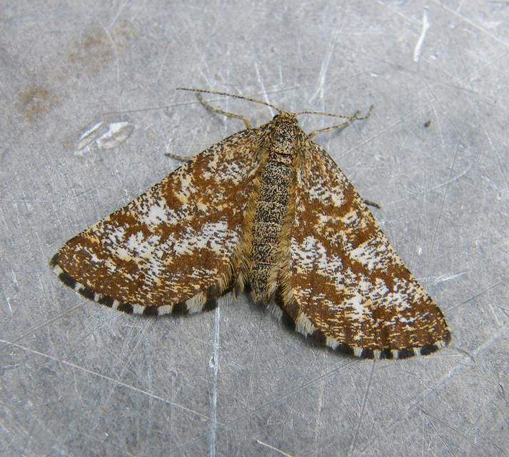 Ematurga atomaria - barna rétiaraszoló