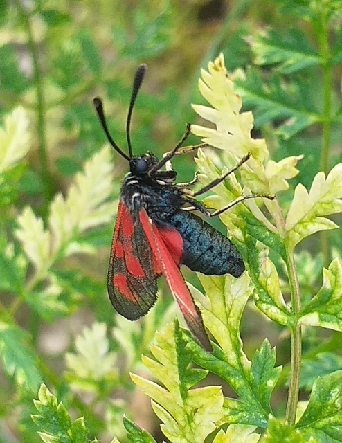 Zygaena loti - közönséges csüngőlepke