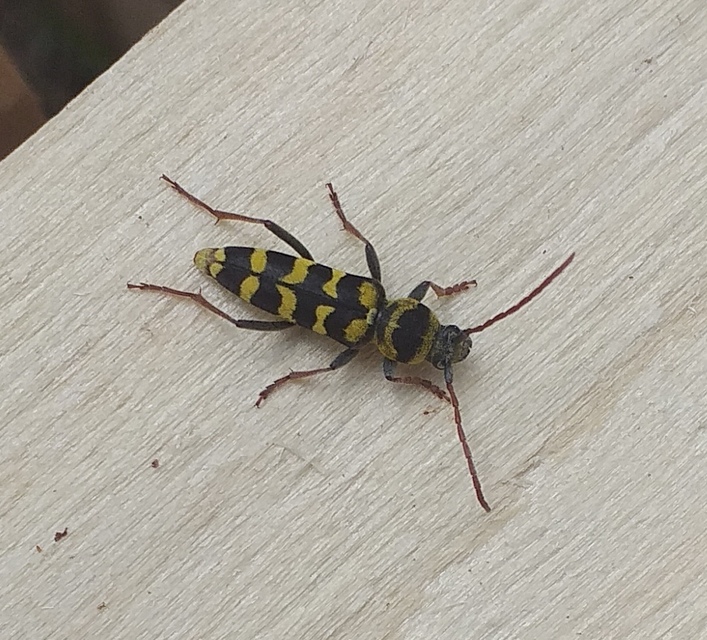 Echinocerus floralis - lucerna-darázscincér