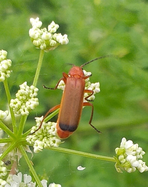 Rhagonycha fulva - feketevégű lágybogár