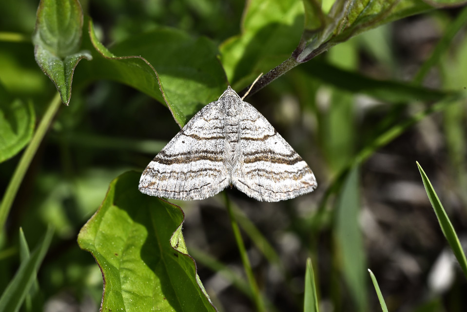 Scotopteryx coarctaria - vonalkás araszoló