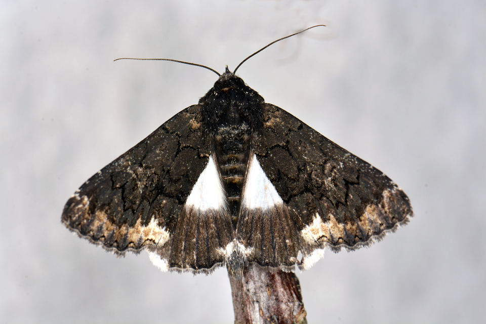 Catephia alchymista - fekete övesbagoly