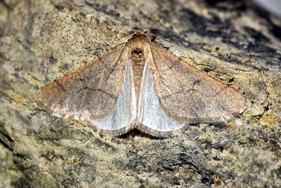 Erannis ankeraria - Anker-araszoló