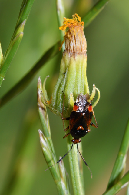 Deraeocoris ruber - vöröses mezeipoloska