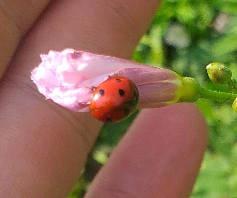 Coccinella septempunctata - hétpettyes katica