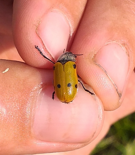 Lachnaia sexpunctata - szőrösnyakú zsákhordóbogár