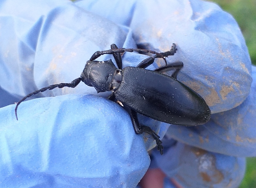 Dorcadion aethiops - fekete gyalogcincér