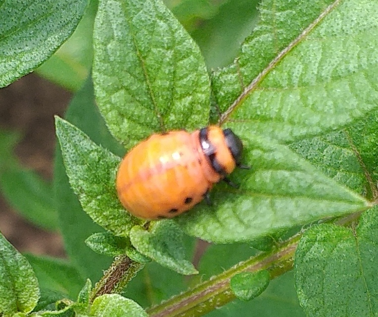 Leptinotarsa decemlineata - burgonyabogár