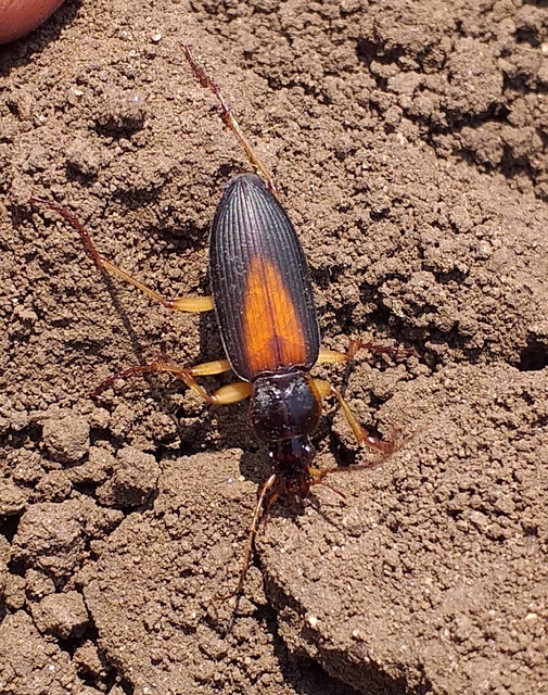 Dolichus halensis - hantfutó