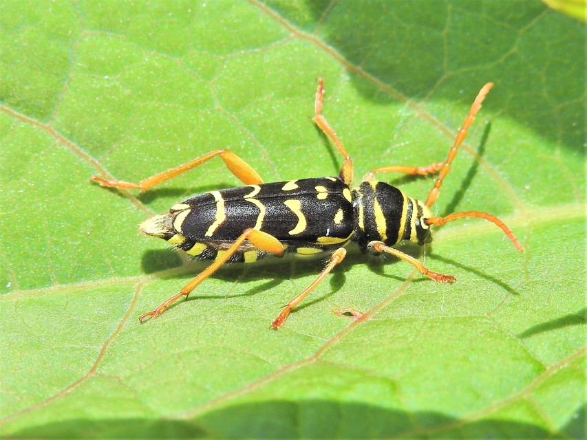 Plagionotus arcuatus - bársonyos darázscincér