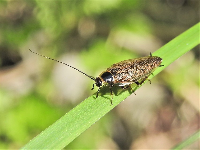 Ectobius