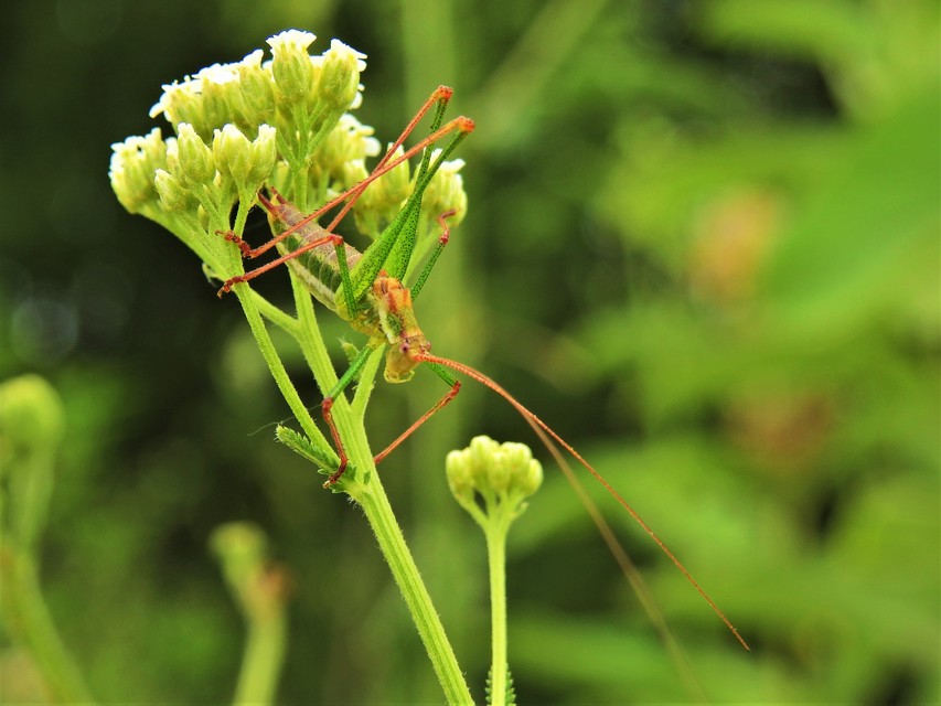 Leptophyes albovittata - közönséges virágszöcske