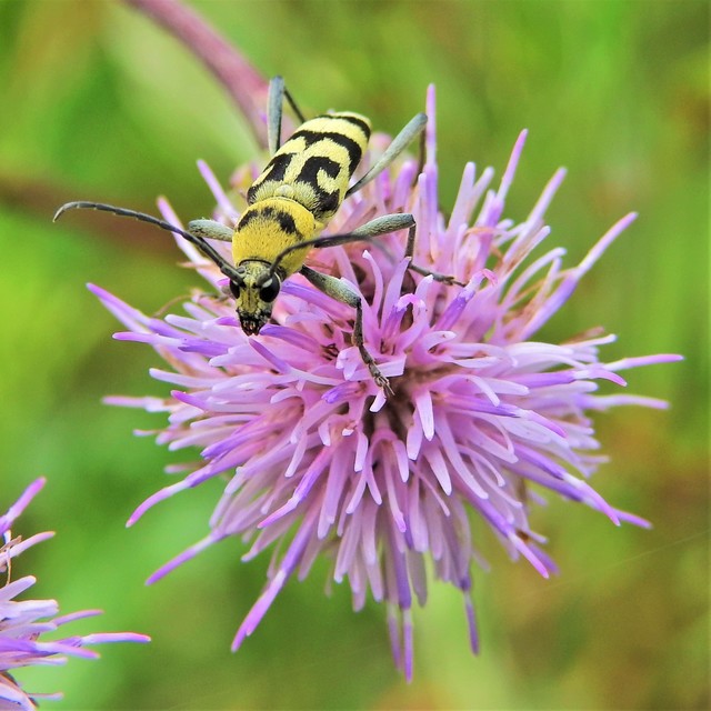 Chlorophorus varius - díszes darázscincér