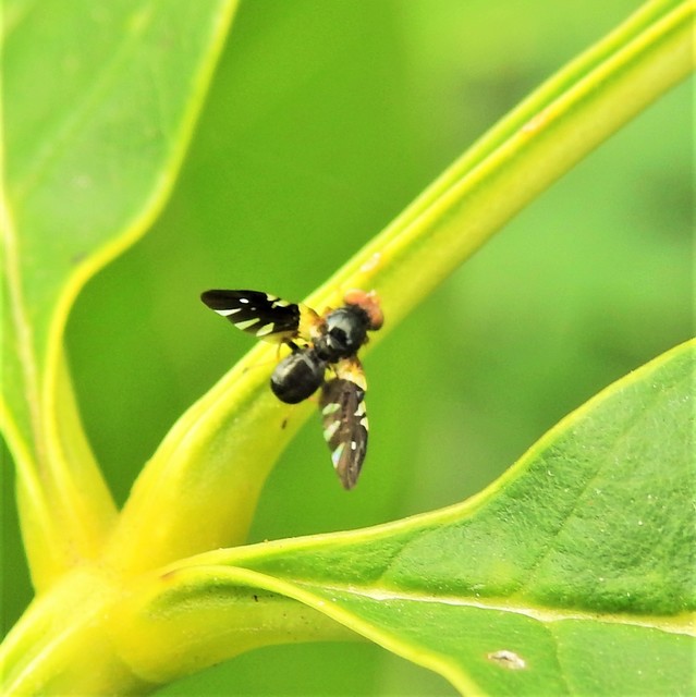 Aciura coryli