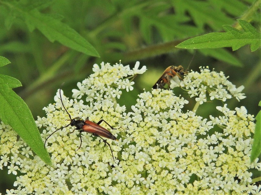 Stenurella melanura - feketevégű karcsúcincér