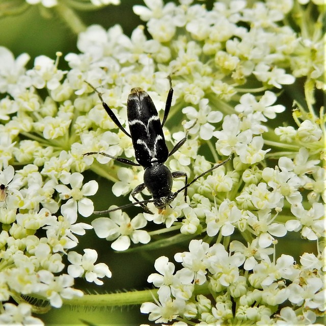 Chlorophorus sartor - feketevállú darázscincér