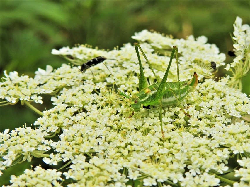 Leptophyes albovittata - közönséges virágszöcske