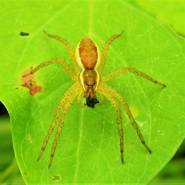 Dolomedes plantarius/fimbriatus