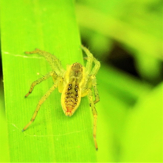 Dolomedes plantarius/fimbriatus