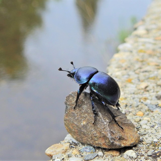 Trypocopris vernalis - tavaszi álganéjtúró