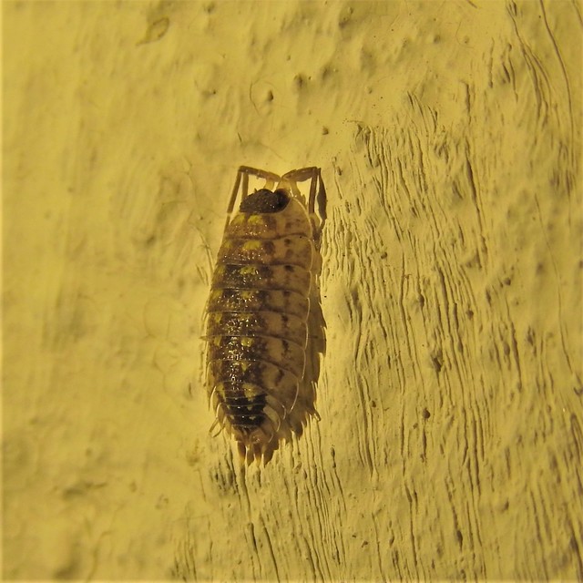Porcellio spinicornis Porcellio spinicornis