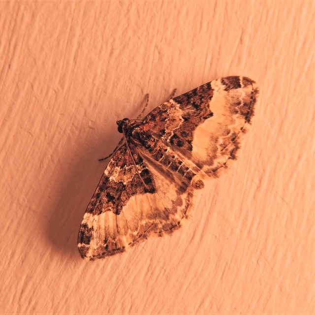 Euphyia unangulata - fogassávú tarkaaraszoló