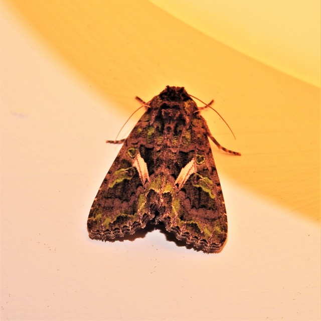 Trachea atriplicis - nyári zöldbagoly