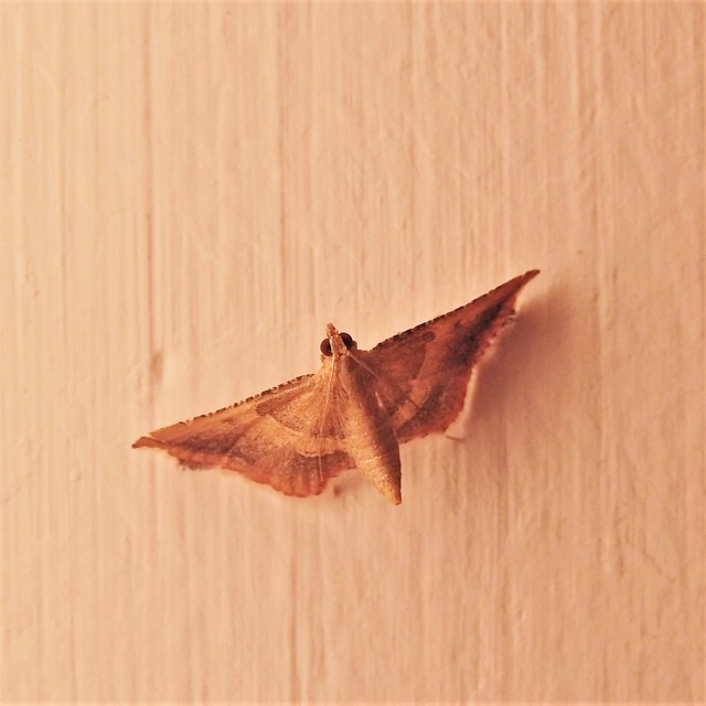 Endotricha flammealis - tüzesszárnyú fényilonca