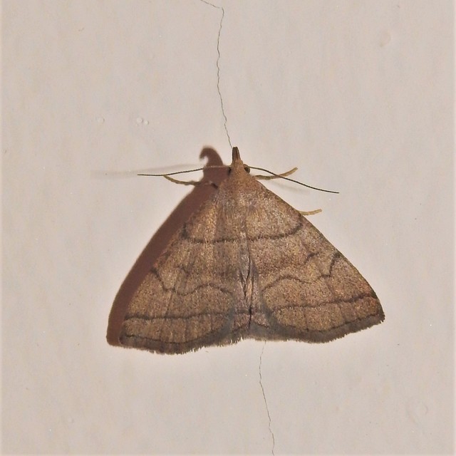 Herminia tarsicrinalis - szőröslábú karcsúbagoly