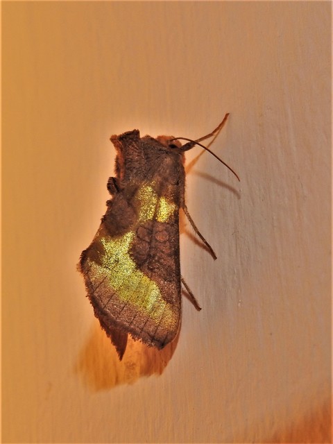 Diachrysia chrysitis/stenochrysis