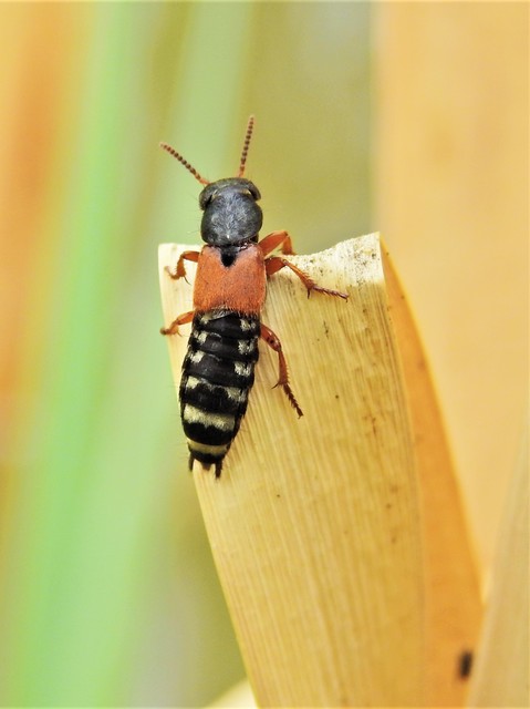 Staphylinus erythropterus - aranypajzsú holyva