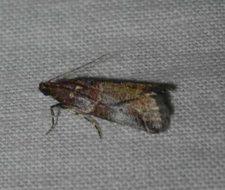 Acrobasis