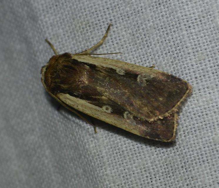Ochropleura plecta - fehérszegélyű fűbagoly