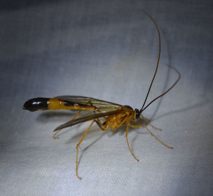 Stauropoctonus bombycivorus