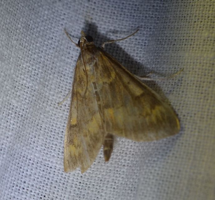 Ostrinia nubilalis - kukoricamoly