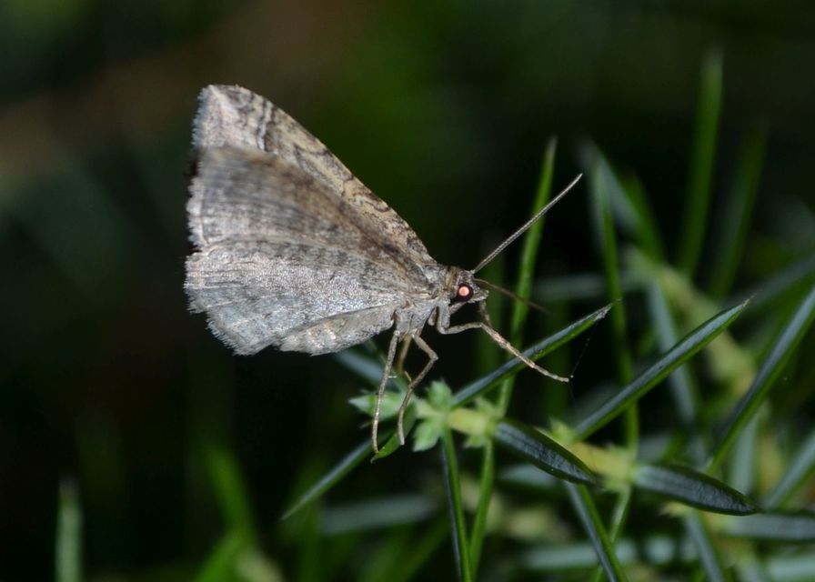 Costaconvexa polygrammata - soksávú araszoló