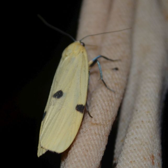 Lithosia quadra - négypettyes zuzmószövő
