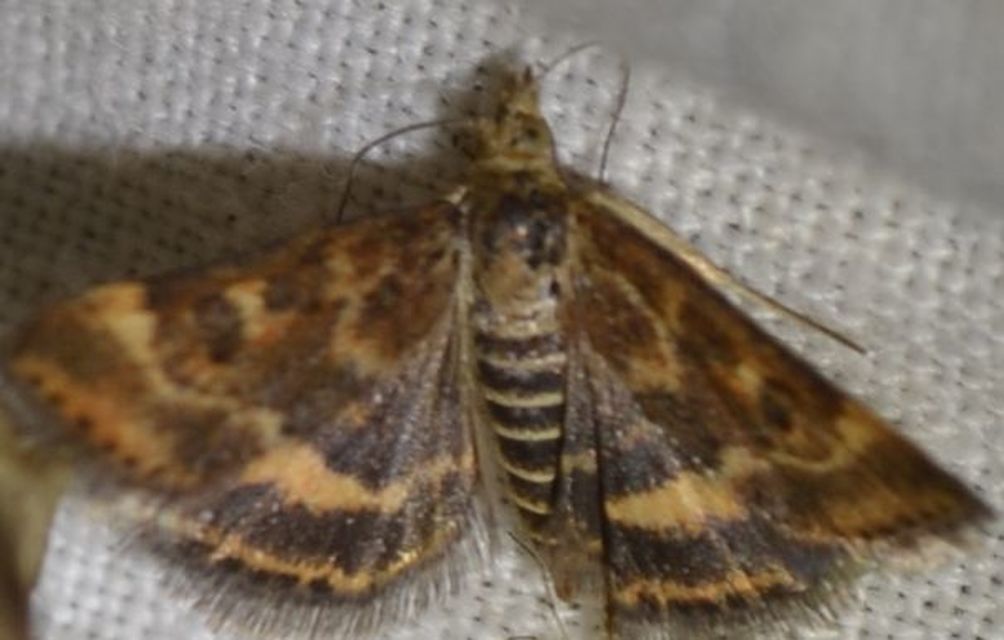 Pyrausta despicata - réti bíbormoly