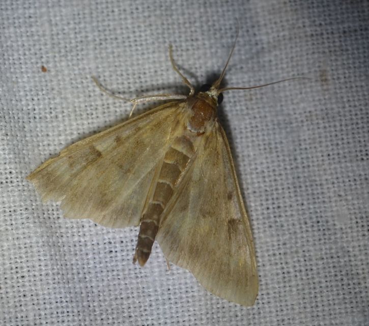 Ostrinia nubilalis - kukoricamoly