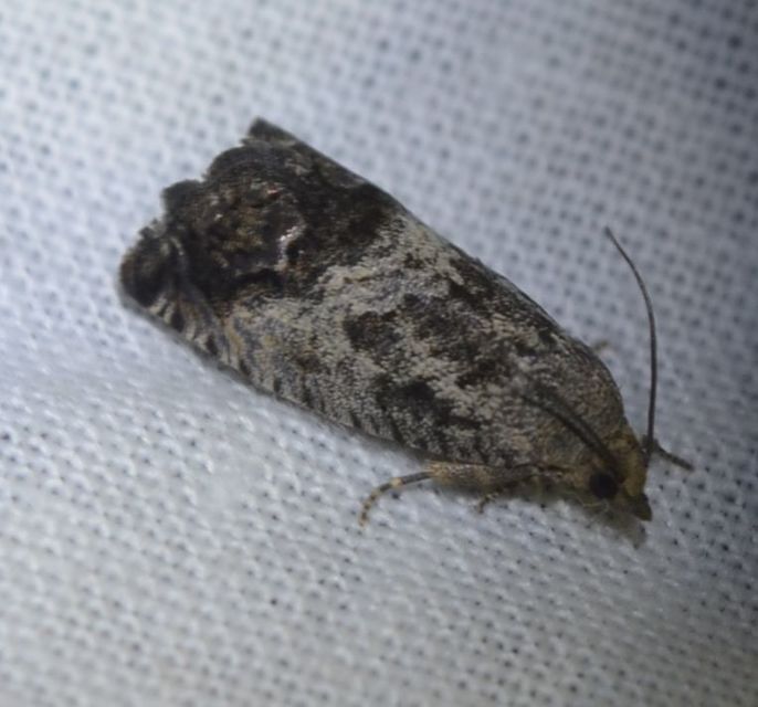 Cydia splendana - tölgymakkmoly