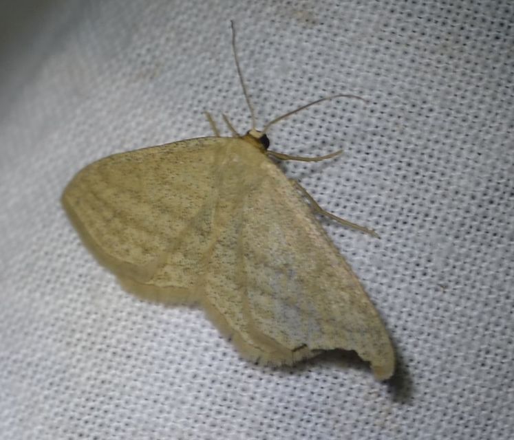 Scopula virgulata - vesszős sávosaraszoló